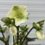 Helleborus orientalis Molly's White