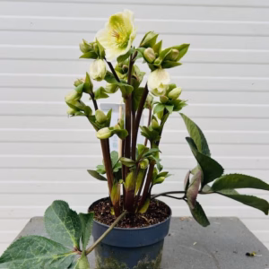 Helleborus orientalis Molly's White