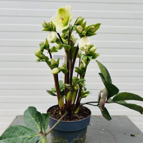 Helleborus orientalis Molly's White