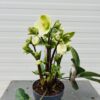 Helleborus orientalis Molly's White