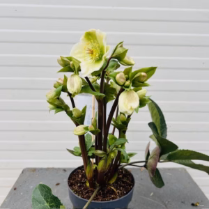Helleborus orientalis Molly's White
