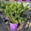 Polygala myrtifolia (Vleugeltjesbloem) struik 30 cm