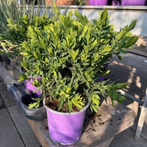 Polygala myrtifolia (Vleugeltjesbloem) struik 30 cm
