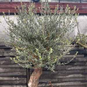 Olijfboom met nostalgische stam P60