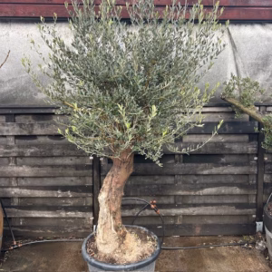 Olijfboom met nostalgische stam P60