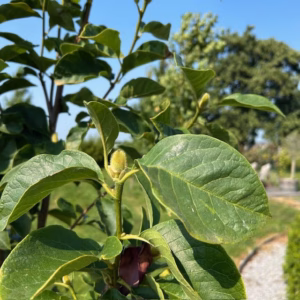 Magnolia 'Genie' (Beverboom of Tulpenboom) op stam