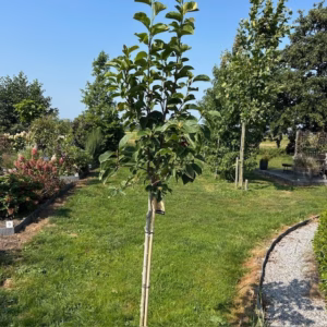 Magnolia 'Genie' (Beverboom of Tulpenboom) op stam