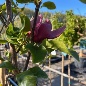 Magnolia 'Genie' (Beverboom of Tulpenboom) op stam