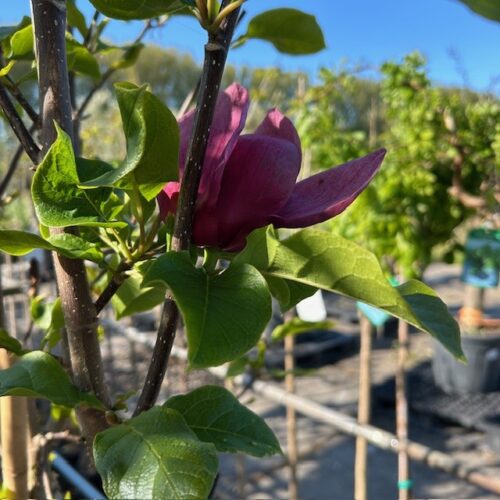 Magnolia 'Genie' (Beverboom of Tulpenboom) op stam