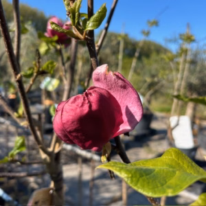 Magnolia 'Genie' (Beverboom of Tulpenboom) op stam