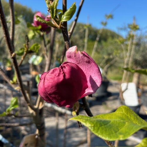 Magnolia 'Genie' (Beverboom of Tulpenboom) op stam