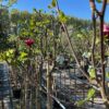 Magnolia 'Genie' (Beverboom of Tulpenboom) op stam