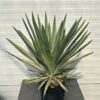 Yucca filamentosa (Palmlelie)
