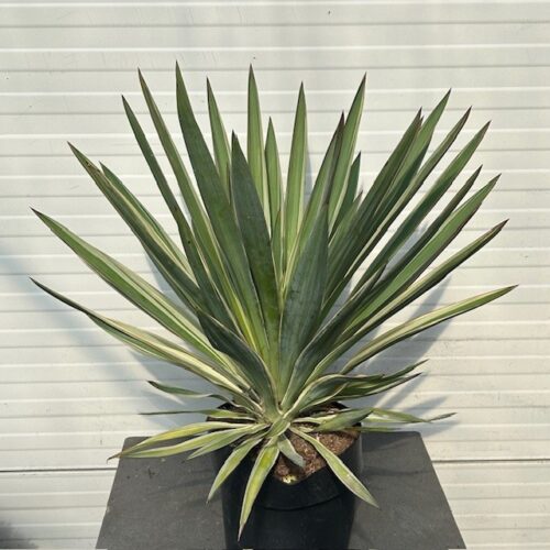 Yucca filamentosa (Palmlelie)