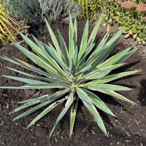 Yucca Gloriosa variagata (Palmlelie)
