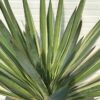 Yucca filamentosa (Palmlelie)
