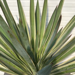 Yucca filamentosa (Palmlelie)