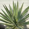 Yucca filamentosa (Palmlelie)