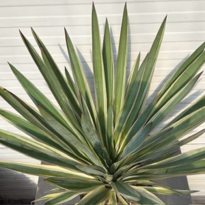 Yucca filamentosa (Palmlelie)