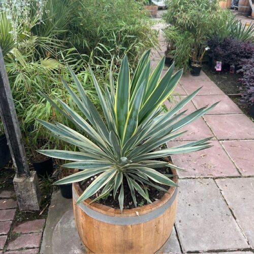 Yucca Gloriosa variagata (Palmlelie)
