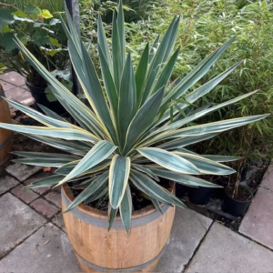 Yucca Gloriosa variagata (Palmlelie)