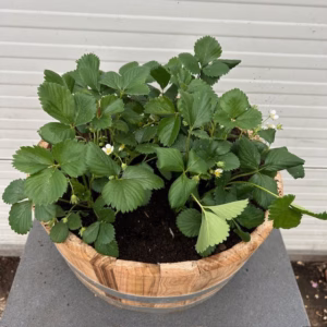 Bloemkuip van portvat beplant met doordragende Aardbei planten