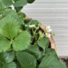 Bloemkuip van portvat beplant met doordragende Aardbei planten