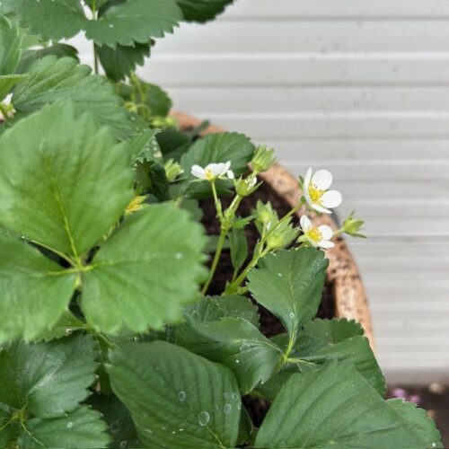 Bloemkuip van portvat beplant met doordragende Aardbei planten