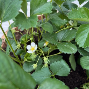 Bloemkuip van portvat beplant met doordragende Aardbei planten