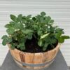 Bloemkuip van portvat beplant met doordragende Aardbei planten