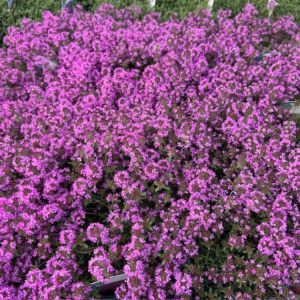 Thymus praecox Rood (Kruiptijm)