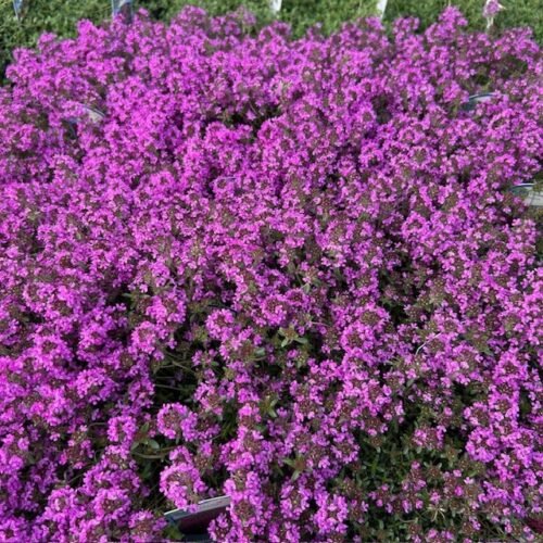 Thymus praecox Rood (Kruiptijm)