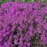 Thymus praecox Rood (Kruiptijm)