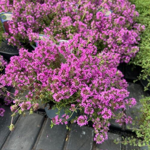Thymus praecox Rood (Kruiptijm)