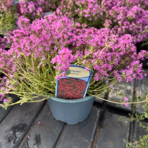 Thymus praecox Rood (Kruiptijm)