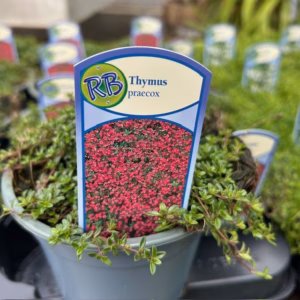 Thymus praecox Rood (Kruiptijm)