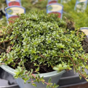 Thymus praecox Rood (Kruiptijm)