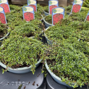 Thymus praecox Rood (Kruiptijm)