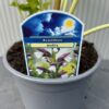 Acanthus mollis