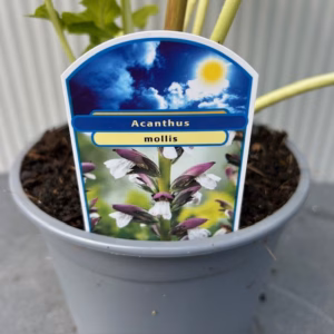 Acanthus mollis