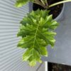 Acanthus mollis