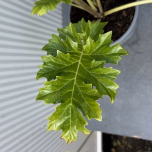 Acanthus mollis