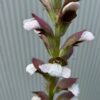 Acanthus mollis