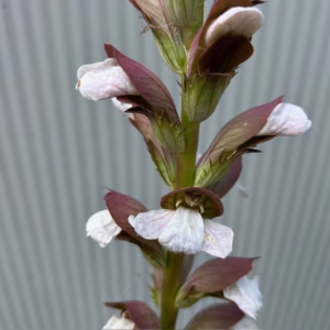 Acanthus mollis
