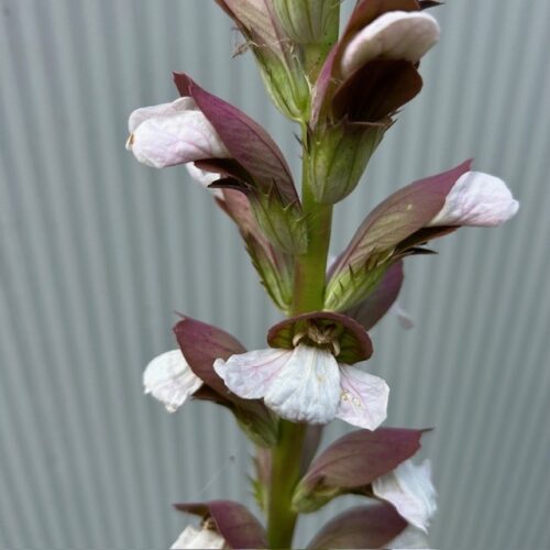 Acanthus mollis
