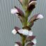 Acanthus mollis