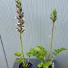 Acanthus mollis
