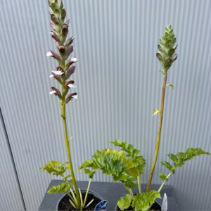Acanthus mollis