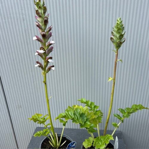 Acanthus mollis