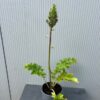 Acanthus mollis